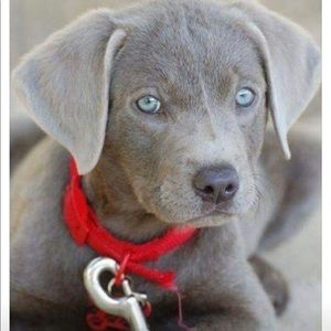 Meet your Posher, Danny